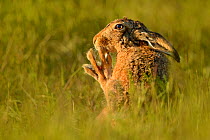 European hare (Lepus europaeus) cleaning feet, UK, May