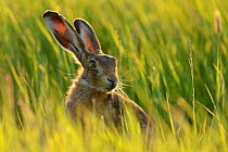 European hare (Lepus europaeus) in grass  field, UK, May. Highly commended Animal Portraits category, British Wildlife Photographer of the Year Awards (BWPA) 2013