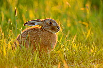 European hare (Lepus europaeus) in grass field, UK, May