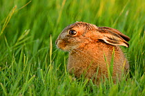 European hare (Lepus europaeus) leveret in field, UK, May