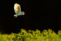 Barn owl (Tyto alba) hunting, UK, June