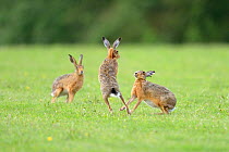 European hares (Lepus europaeus) courtship chase, ~UK, June