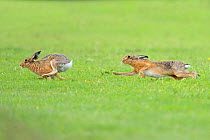 European hares (Lepus europaeus) courtship chase, ~UK, June