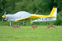 European hares (Lepus europaeus) courtship chase infront of light aircraft, UK, June