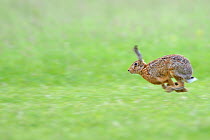 European hares (Lepus europaeus) male chasing female, UK, June
