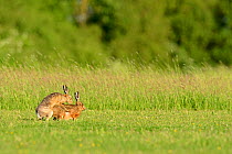 European hares (Lepus europaeus) mating, UK, February