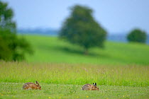 European hares (Lepus europaeus) male and female at start of courtship, UK, February