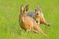 European hares (Lepus europaeus) courtship chase, UK, February. Highly commended Animal Behaviour category, British Wildlife Photographer of the Year Awards (BWPA) 2013