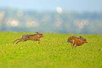 European hares (Lepus europaeus) courtship chase, ~UK, February