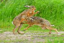 European hares (Lepus europaeus) courtship boxing, UK, June