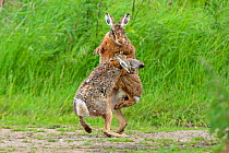 European hares (Lepus europaeus) courtship boxing, UK, June