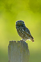 Little owl (Athena noctua) on post, UK, June