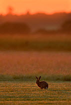 European hare (Lepus europaeus) at sunrise in field, UK, June