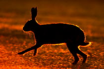 RF- European hare (Lepus europaeus) silhouetted running at sunrise, UK, June. (This image may be licensed either as rights managed or royalty free.)