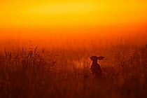 European hare (Lepus europaeus) silhouetted sitting in field at sunrise, UK, June