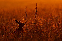 European hare (Lepus europaeus) silhouetted  sitting in field at sunrise, UK, June