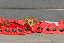 European hare (Lepus europaeus) leveret on war memorial with poppy wreaths, UK, June