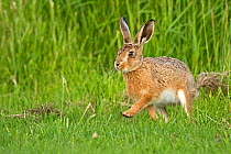 European hare (Lepus europaeus) leveret running in field, UK, June