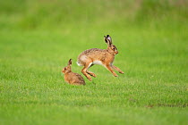 European hares (Lepus europaeus) leveret jumping,~UK, June