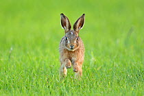 European hare (Lepus europaeus) leveret running, UK, June