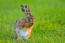 European hare (Lepus europaeus) leveret cleaning,~UK, June