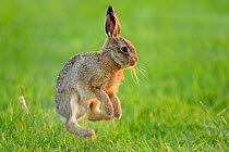 European hare (Lepus europaeus) leveret jumping, Essex, UK, June