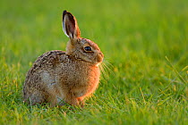 European hare (Lepus europaeus) leveret resting in field, UK, June