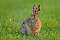 European hare (Lepus europaeus) leveret in field,~UK, June