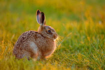 European hare (Lepus europaeus) leveret in field,~UK, June