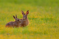 European hare (Lepus europaeus) leverets in field waiting for mother to suckle them, UK, June