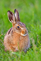 European hare (Lepus europaeus) leveret in field, UK, June