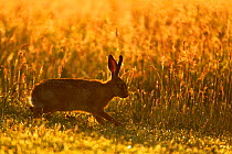 European hare (Lepus europaeus) silhoutted running at sunrise, UK, June