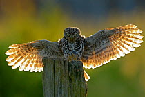 Little owl (Athena noctua) with wings open landing on post, UK June