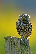Little owl (Athena noctua) on post, UK