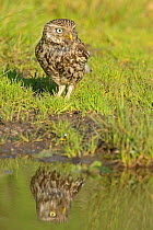Littlw owl (Athene noctua) standing by pool, UK, June