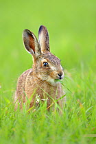 RF- European hare (Lepus europaeus) leveret in field, UK. June. (This image may be licensed either as rights managed or royalty free.)