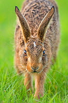 European hare (Lepus europaeus)close up, UK, June