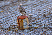 Little owl (Athene noctua) two young owlets on roof of barn, UK, June