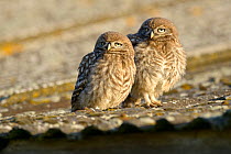 Little owl (Athene noctua) two young owlets on roof of barn, UK, June