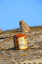 Little owl (Athene noctua) young owlet on roof of barn, UK, June