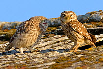 Little owl (Athene noctua) young owlet begging for food from adult on roof of barn, UK, June