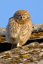 Little owl (Athene noctua) young owlet at nest entrance, UK, June