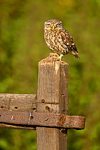 Little owl (Athena noctua) on post, UK, June