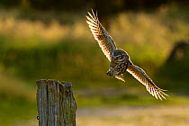 Little owl (Athena noctua) coming in to land on fence post, UK, June
