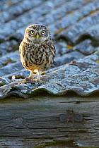Little owl (Athene noctua) outside nest on roof, UK, June