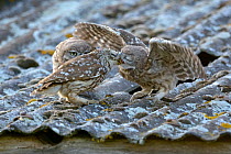 Little owl (Athene noctua) parent feeding owlets on roof of building, UK, June