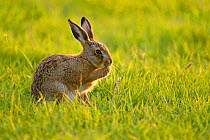 European hare  (Lepus europaeus) leveret cleaning, UK, June