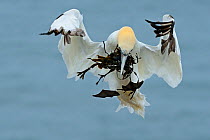 Northern gannet (Morus bassanus) landing in colony with seaweed for nest, Bempton Cliffs, UK, July