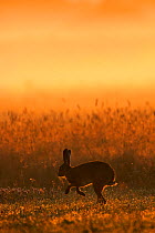 European hare (Lepus europaeus) silhouetted hopping in field at sunrise, UK July