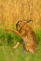European hare (Lepus europaeus) grooming, UK July